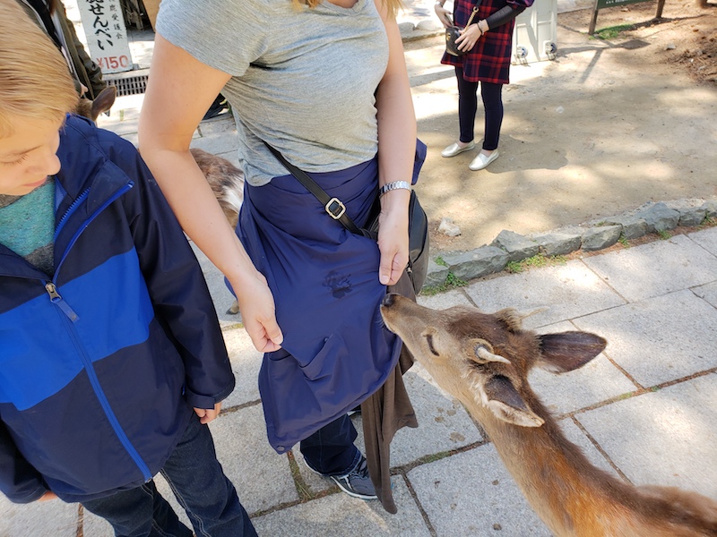 Nibbled by a deer in Nara, Japan.