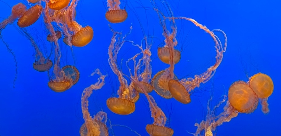 Vibrant jellyfish in the Monterey Bay Aquarium in Northern California.